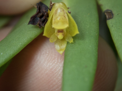 Oxystophyllum carnosum