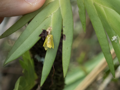 Oxystophyllum carnosum