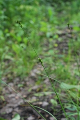 Carex muricata