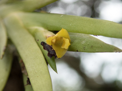 Oxystophyllum carnosum