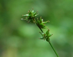 Carex muricata