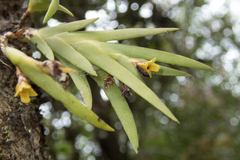 Oxystophyllum carnosum