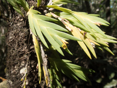 Oxystophyllum carnosum