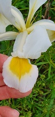 Iris orientalis
