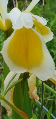 Iris orientalis