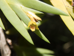 Oxystophyllum carnosum