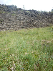 Arctagrostis latifolia