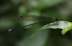 Pseudagrion alcicorne