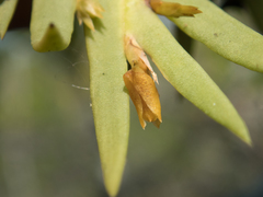 Oxystophyllum carnosum