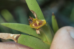 Oxystophyllum carnosum