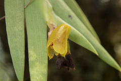Oxystophyllum carnosum