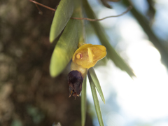 Oxystophyllum carnosum