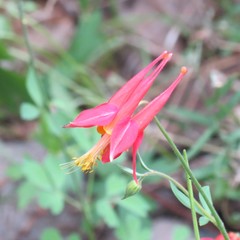 Aquilegia desertorum