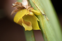 Oxystophyllum carnosum