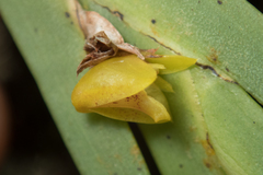 Oxystophyllum carnosum