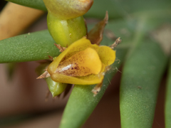 Oxystophyllum carnosum