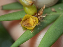 Oxystophyllum carnosum