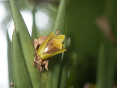 Oxystophyllum carnosum