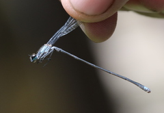 Pseudagrion ampolomitae