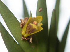 Oxystophyllum carnosum