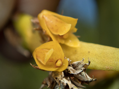 Oxystophyllum carnosum