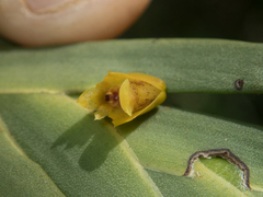Oxystophyllum carnosum