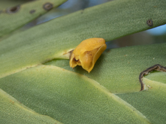 Oxystophyllum carnosum