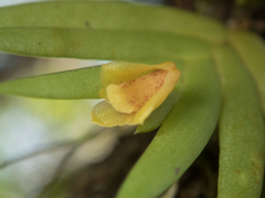 Oxystophyllum carnosum