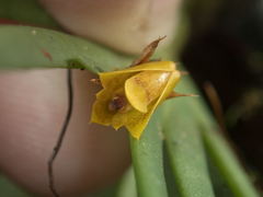 Oxystophyllum carnosum