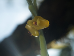 Oxystophyllum carnosum