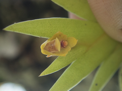 Oxystophyllum carnosum