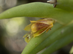 Oxystophyllum carnosum