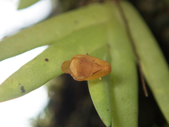 Oxystophyllum carnosum