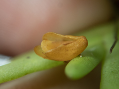 Oxystophyllum carnosum