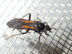 Peirates atromaculatus