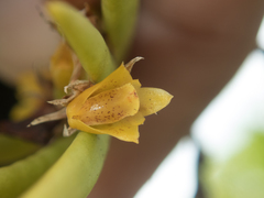 Oxystophyllum carnosum