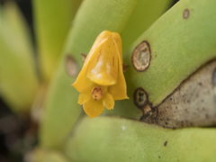 Oxystophyllum carnosum