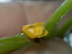 Oxystophyllum carnosum