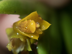 Oxystophyllum carnosum