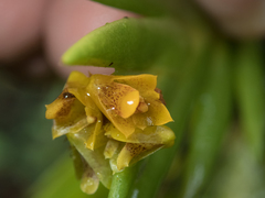 Oxystophyllum carnosum