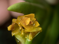 Oxystophyllum carnosum