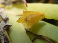 Oxystophyllum carnosum