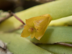 Oxystophyllum carnosum