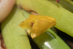 Oxystophyllum carnosum