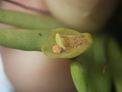 Oxystophyllum carnosum