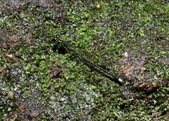 Pseudagrion approximatum