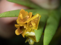 Oxystophyllum carnosum