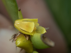 Oxystophyllum carnosum