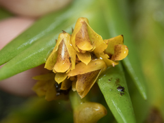 Oxystophyllum carnosum