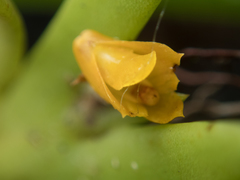 Oxystophyllum carnosum